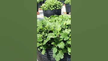 trộn phân tưới cho cúc mâm xôi giúp cây phát triển mạnh về đọt #hoatet2024