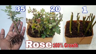 How to grow Rose form cuttings at home easy method, Rose grow in cocopeat, rose 100% growth result.