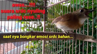 Download Lagu cukup sekali putar..!!! srdc langsung gacor saut sautan,masteran dan terapi srdc agar cepat bunyi MP3