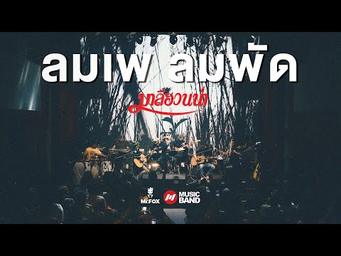 ลมเพ ลมพัด - มาลีฮวนน่า ยรร โฟล์ค Exclusive Acoustic Concert #2 |  Mr.FOX Live House