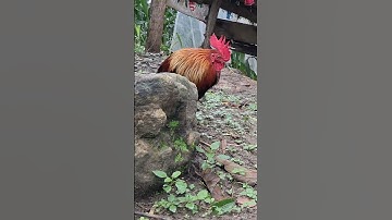 gà rừng mã vàng cực hay.qaib qus daj zoo nkauj khav tiag tiag