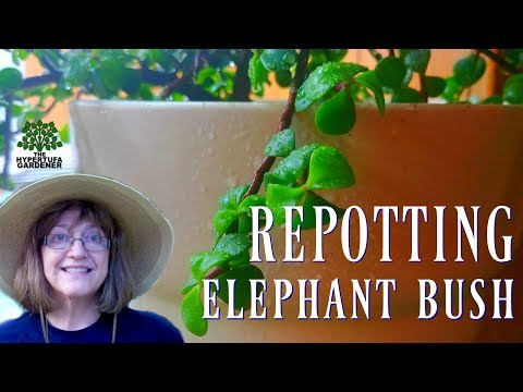 Re-Potting Elephant Bush Plant - New Pot for the Mother Plant