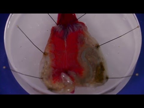 Video: Biochemische Veränderungen Und Arzneimittelrückstände In Ascidian Halocynthia Roretzi Nach Einer Behandlung Mit Formalin-Wasserstoffperoxid Gegen Das Soft-Tunic-Syndrom