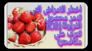 اخطر امراض تدمر محصول الفراولة2021تعرف علي مكافحتها