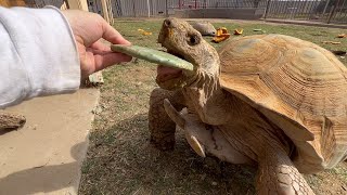 Feeding Day for the Tortoises  Daily Routine