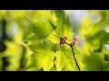 心にリフレッシュ♪　『風薫る時～広橋真紀子』　ＣＤ『ストレス解消　木漏れ日の中で』より