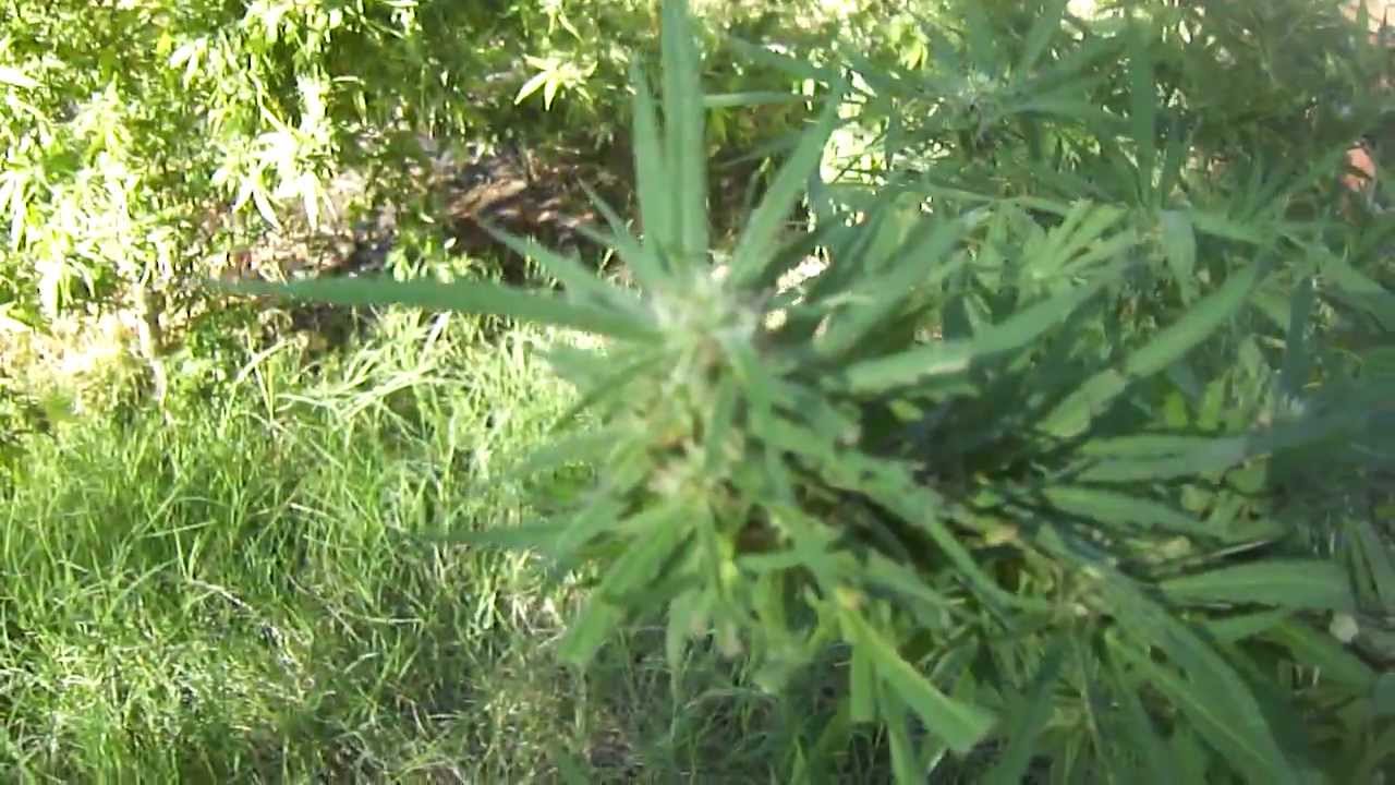 Girl Scout Cookies Outdoor