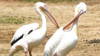 のんびりひなたぼっこモモイロペリカンのクーパーとウッディー【愛媛県立とべ動物園】　野鳥のさえずりも心地よいです