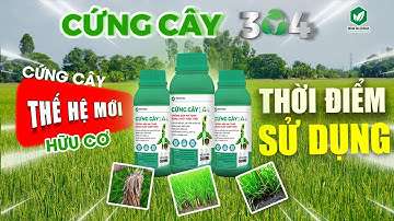 CỨNG CÂY 304 - LÚA MẬP THÂN, RỄ KHỎE, NỞ BỤI MẠNH, CHỐNG SẬP HIỆU QUẢ #idaglobal #chongdonga #lua