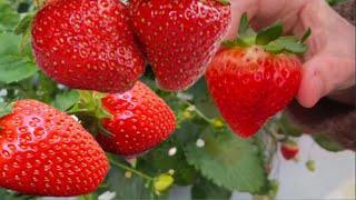 See Growing Strawberries in a Greenhouse. | #agriculture