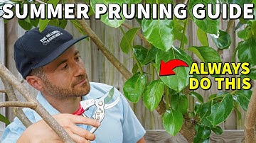 Do This NOW, Prune Less Later: A Guide To Summer Pruning Fruit Trees