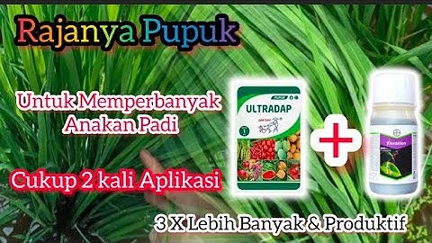 Petani Harus Coba! Cara Memperbanyak Anakan Padi Dengan Ultradap & Ambition.