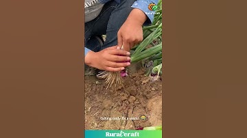 This Farmer LOVES Raw Onions! 😂 #onion #farming #funny #food