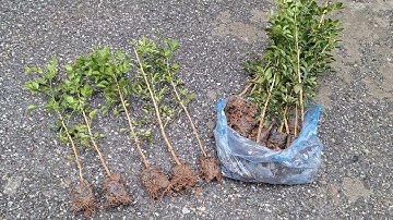 Bán combo 20 cây nguyệt quế giống nhân giống từ hạt 0977973535