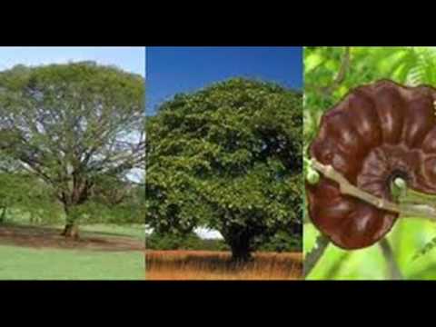 Video: Manzano (21 Fotos): Tipos De árboles Dicotiledóneos. ¿Cuántos Años Viven Los Manzanos Domésticos Y De Otro Tipo? Su Descripción. ¿Dónde Crecen Las Manzanas? ¿Lo Que Es?