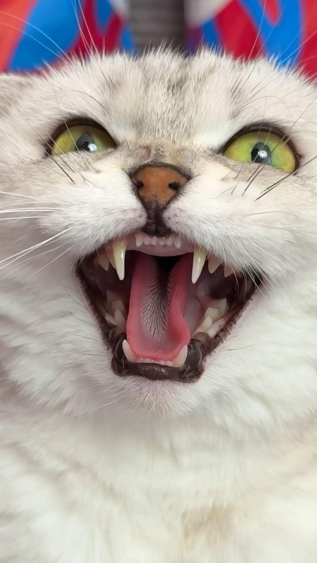 Sonya is smarter than me ?#cat