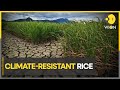 Scientists Experiment With Rice That Be Grown In Extreme Climate Conditions WION Climate Tracker 