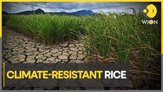 Scientists experiment with rice that be grown in extreme climate conditions | WION Climate Tracker
