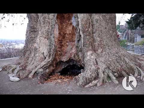 თელავში 900 წლიანი ჯადრის ხე ხმება