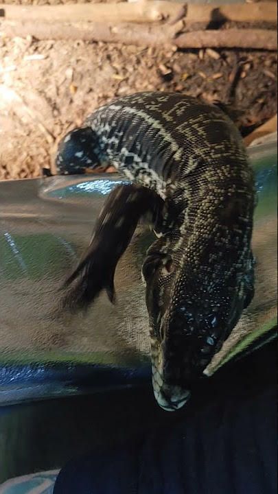 I legit have the calmest tegu and definitely not one that bites me as soon as he sees me