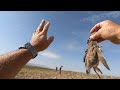 20222023 av dnemi fermal bldrcn av quail hunting