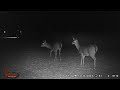 FARMHOUSE TRAIL CAMERA. More Deer, Cats, Dogs and Birds. 1-1-24