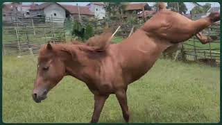 Download Lagu Kuda semberani kelahi sama  gogong 😁 MP3