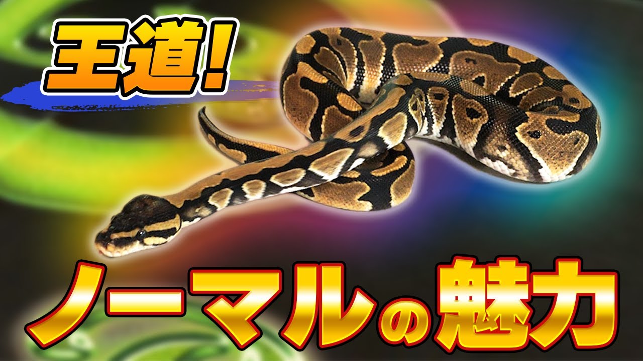 #40 ボールパイソンの基本モルフノーマルってなーに？？
