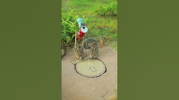 Technique Bird Trap using old stuff - quail trap #shorts #shortvideo #youtubeshorts