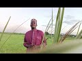 Nguvu Ya Mti Wa Ukindu 255684541887 DR OMARI Nguvu Ya Mti Wa Ukindu 255684541887 DR OMARI