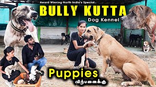 வடமாநிலத்தை கலக்கிய Indian Native Breed Bully Kutta  Puppies For Sales | Delivery Available