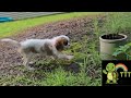 🎵 Pebble | A Heartwarming Dog Song for Kids &amp; Families 🐾💖