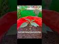 Ball papper plant grow tips using compost soil #capsicum #gardening #garden #vegetablegrowing #plant