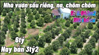 “ Ngộp banh nóc “ nhà vườn sầu riêng, Na, chôm chôm đang cho thu, có thổ cư. Ngay thị trấn !