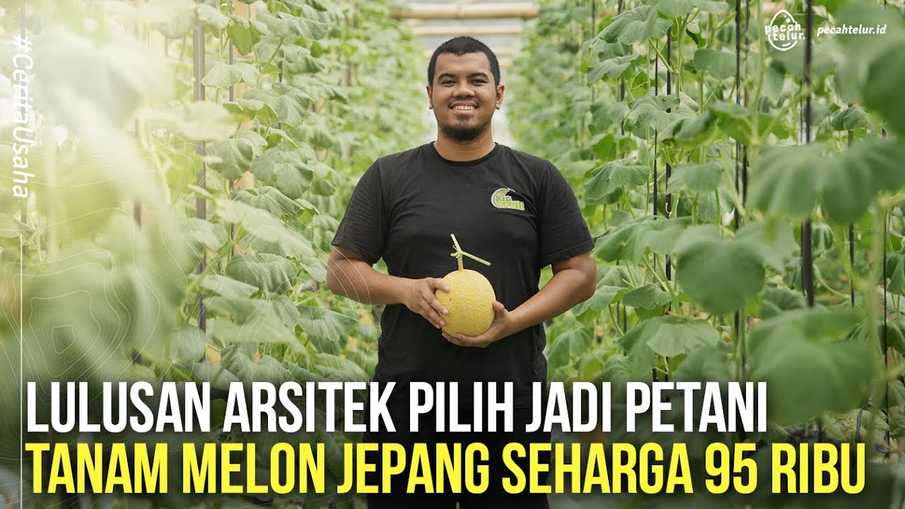 Kiat Sukses Jadi Miliarder Dengan Tanam Melon Jepang! 1 Greenhouse 4 Kali Panen