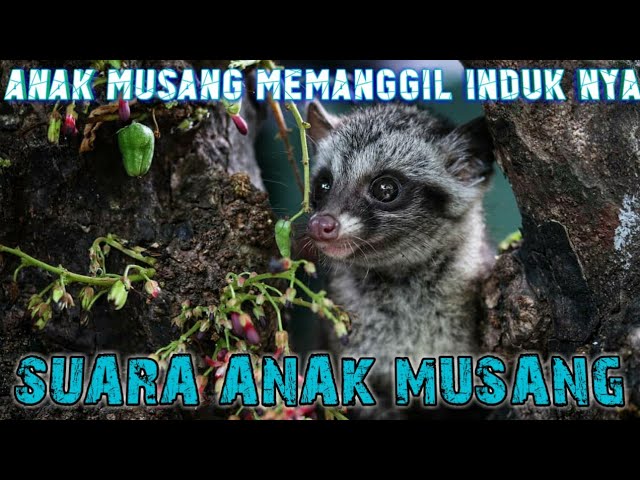 ‼️SUARA ANAK LUWAK Memanggil Indukan class=