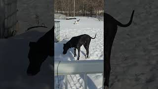 #canada_life #собакилучшиедрузья База развлекается. На улице Апрель,  а у нас ещё снега много