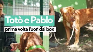 Totò e Pablo: la prima volta fuori dal box per i Pitbull della tragedia di Eboli