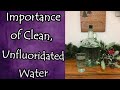 The Importance of Clean Unfluoridated Water