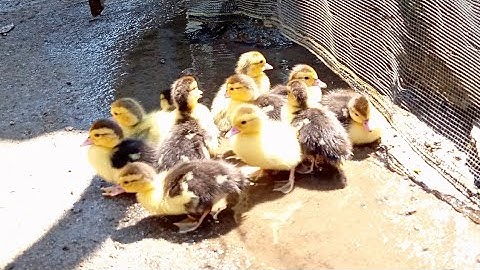 Baby ducks abandoned by mother