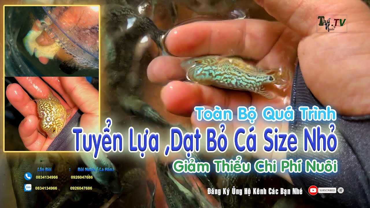 Toàn Bộ Quá Trình Tuyển Lựa ,Dạt Bỏ Cá Size Nhỏ |Giảm Thiểu Chi Phí |Câu Chuyện Trong Nghề Cá La Hàn