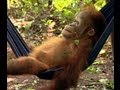 Noddy's First Day at School | Orangutan Diary | BBC Earth