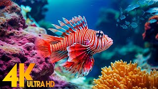 Ocean 4K - Sea Animals for Relaxation, Beautiful Coral Reef Fish in Aquarium (4K Video Ultra HD) #3