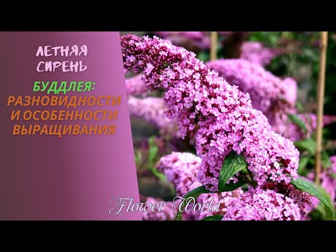 Vídeo: Buddleya David: Cultiu, ús, Tipus I Varietats