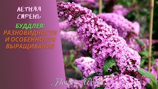 Летняя сирень Буддлея - разновидности и особенности выращивания.