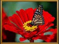 یکی از بهترین آهنگ های ایرانی داداشم غصه نخور عمر جدایی سر میاد
