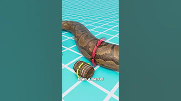 This Giant Snake Was Bigger Than A School Bus 