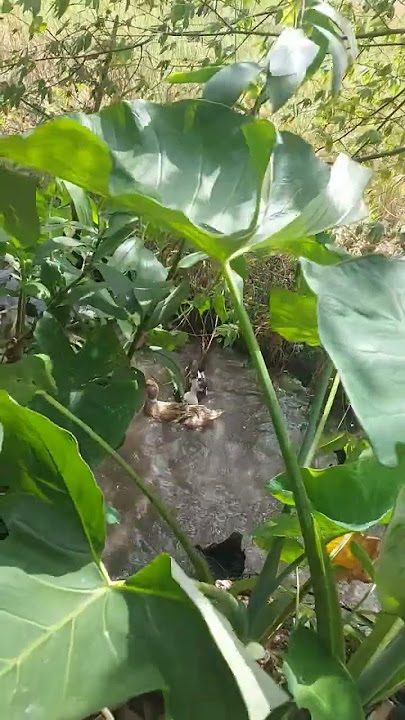 #simplengbuhay #buhaybukid #supportfarmer #farming101 #sipagtyaga #nature #buhaymagsasaka #viral