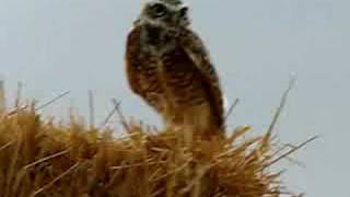 A burrowing owl on cloudy morning. she was top of haystack and
checking me out.