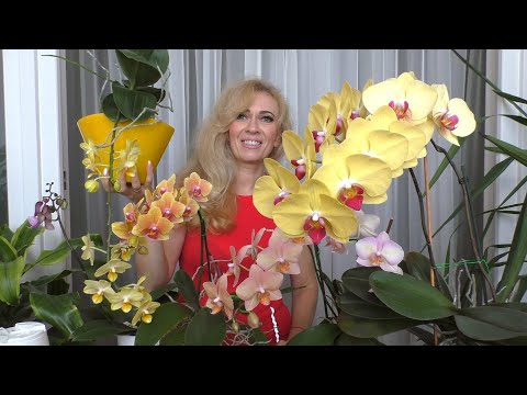 Фотошторы Желтые орхидеи - Москва